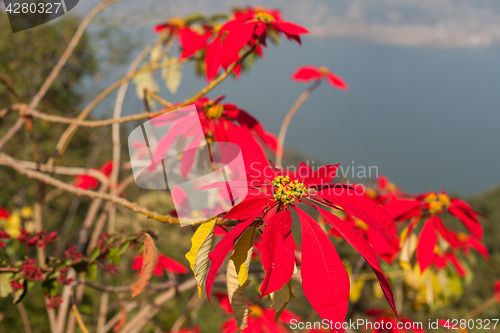 Image of Poinsettia (Euphorbia pulcherrima)