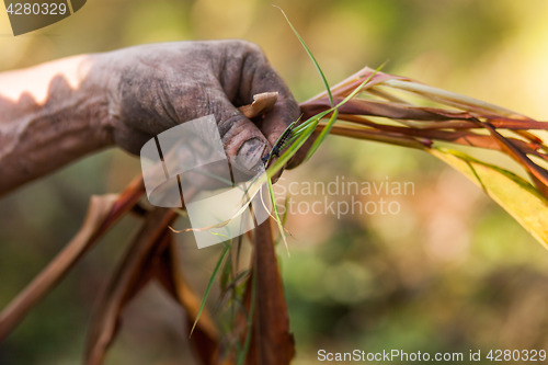 Image of Farmer examining cardamom plant