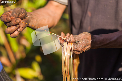 Image of Farmer examining cardamom plant