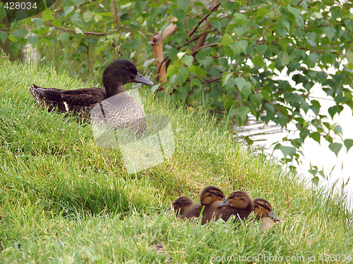 Image of Ducks_1