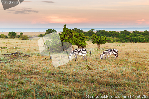 Image of herd of zebras grazing in savannah at africa