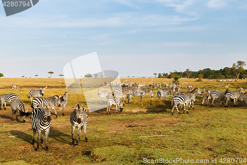 Image of herd of zebras grazing in savannah at africa