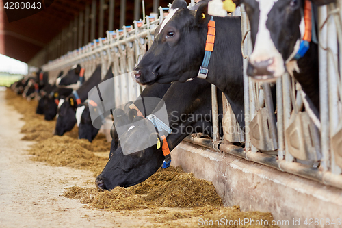 Image of herd of cows eating hay in cowshed on dairy farm