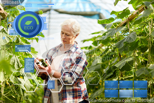 Image of old woman picking cucumbers up at farm greenhouse