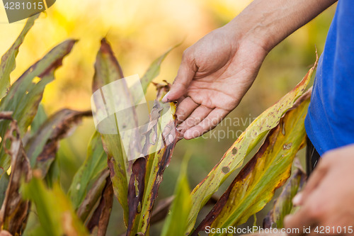 Image of Farmer examining cardamom plant