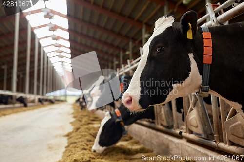 Image of herd of cows eating hay in cowshed on dairy farm