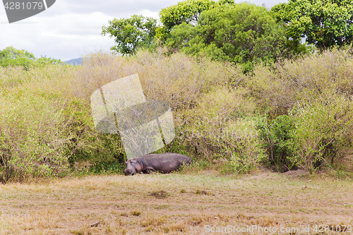 Image of hippo in maasai mara national reserve at africa