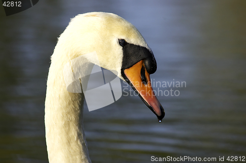 Image of Single swans head