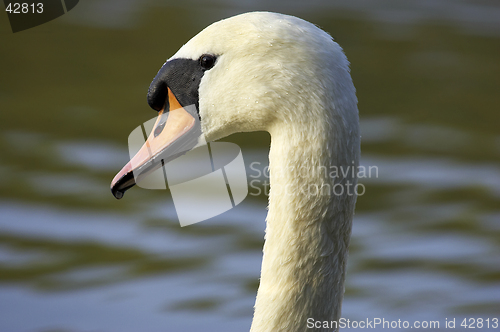 Image of Single swans head