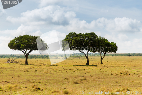 Image of acacia trees in savannah at africa