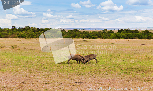 Image of warthogs fighting in savannah at africa