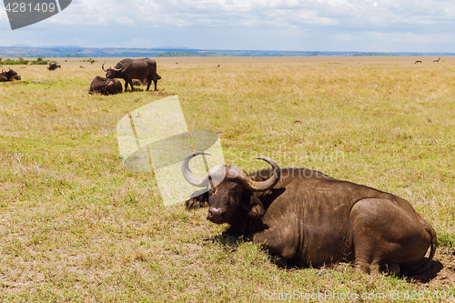 Image of buffalo bulls grazing in savannah at africa