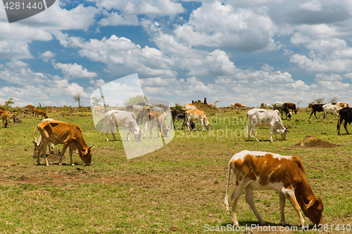 Image of cows grazing in savannah at africa