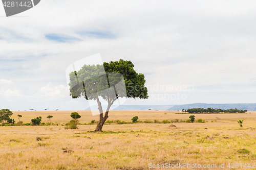 Image of acacia tree in savannah at africa