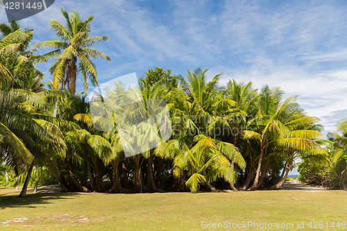 Image of palm trees on tropical island