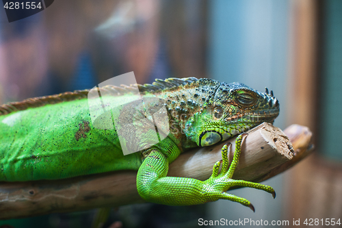 Image of Closeup portrait of iguana