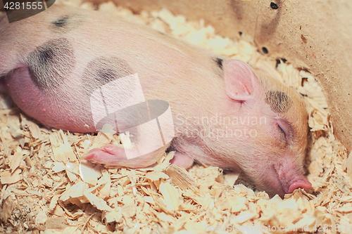 Image of sleeping piggy in sawdust