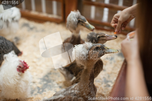 Image of Feeding duck on farm