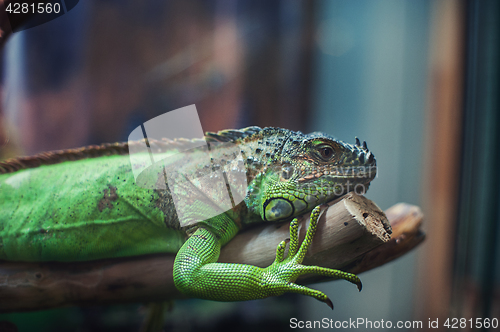 Image of Closeup portrait of iguana