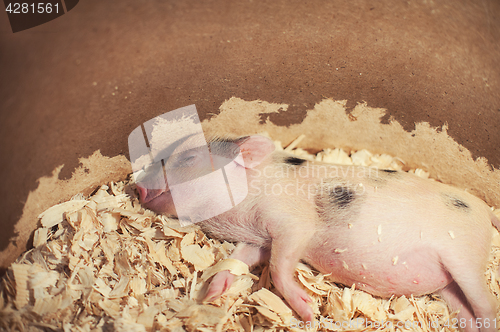 Image of sleeping piggy in sawdust