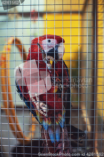 Image of Big parrot in a cage