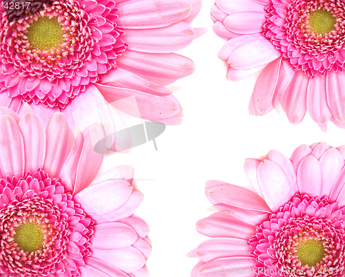 Image of gerbera background