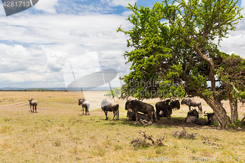 Image of wildebeests grazing in savannah at africa