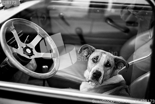 Image of Bored dog in car