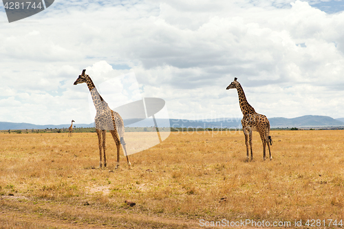 Image of group of giraffes in savannah at africa