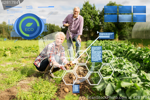 Image of senior couple planting potatoes at garden or farm