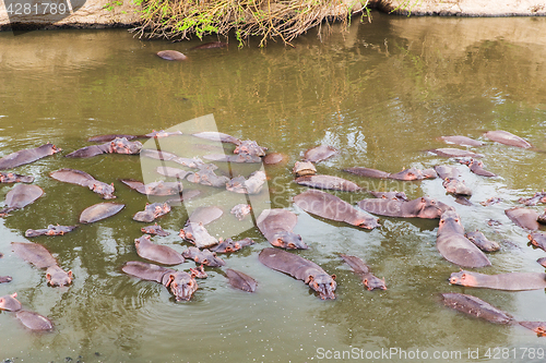 Image of herd of hippos swimming in mara river at africa