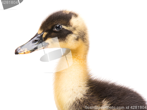 Image of Cute newborn duckling