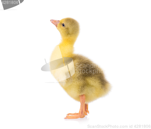 Image of Cute newborn gosling