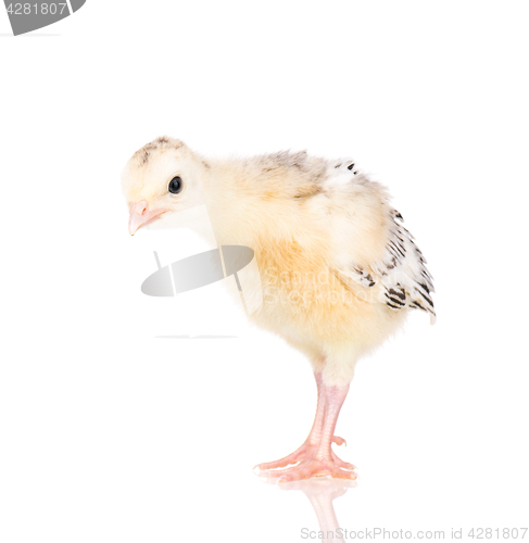 Image of Little chicken turkey