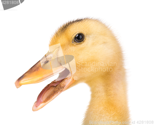 Image of Cute newborn duckling