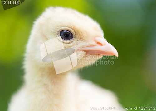 Image of Little chicken turkey