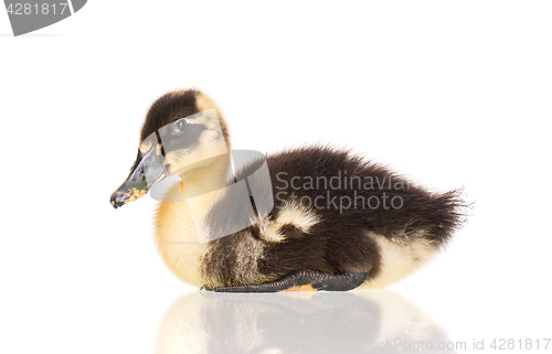 Image of Cute newborn duckling