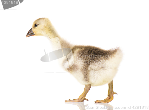 Image of Cute newborn gosling