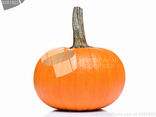 Image of Fresh pumpkin for Halloween