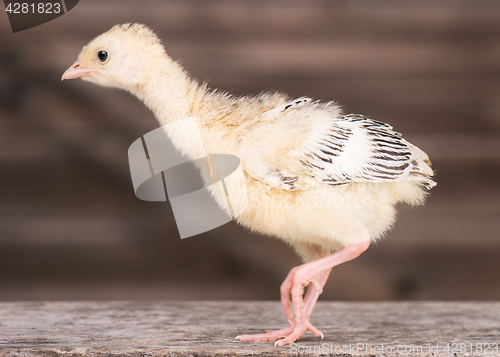 Image of Little chicken turkey