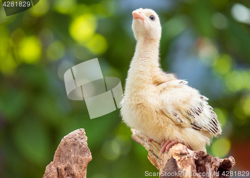 Image of Little chicken turkey