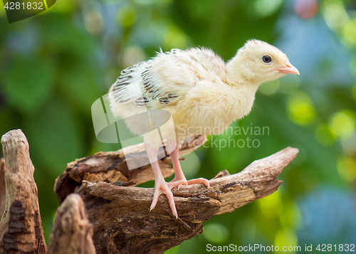 Image of Little chicken turkey