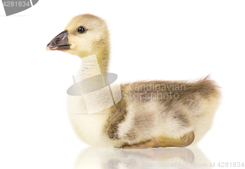 Image of Cute newborn gosling