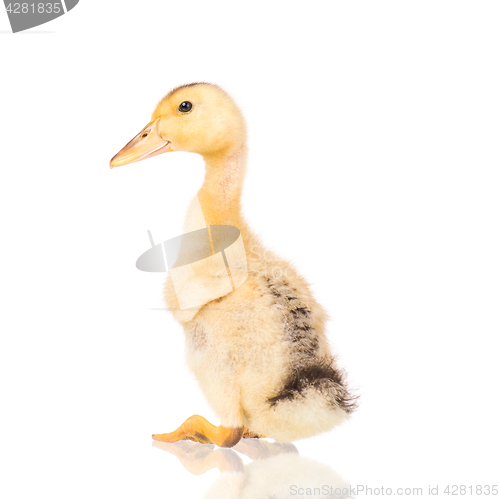 Image of Cute newborn duckling