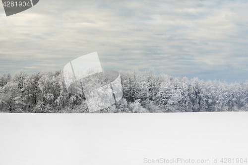 Image of Forest In Winter