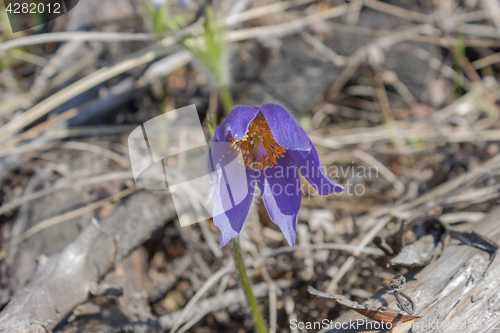 Image of First spring flowers in the pine forest Sleep-grass or lumbago