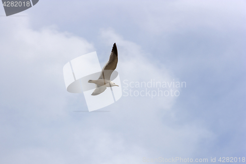 Image of Seagull in flight looking for a fish