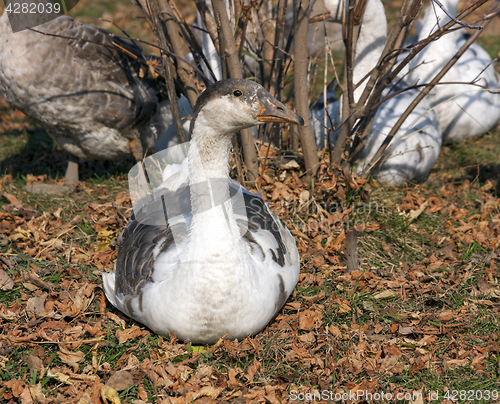 Image of Gray domestic goose sitting in the autumn leaves