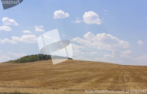 Image of Rolling Farm Hills of Wheat Crop Fields on Sunny Summer Day