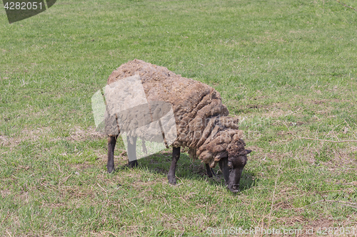 Image of Sheep in field grazing the green grass